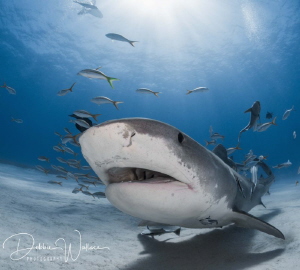 This large female tiger shark was coming right up to my d... by Debbie Wallace 